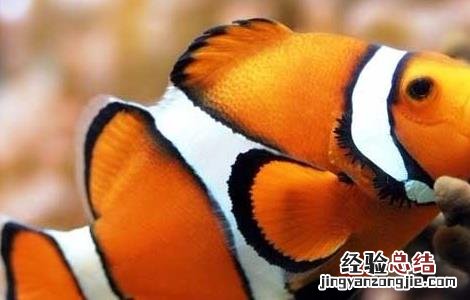 小丑鱼好养吗 小丑鱼好养吗能长多大