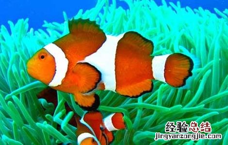 小丑鱼好养吗 小丑鱼好养吗能长多大