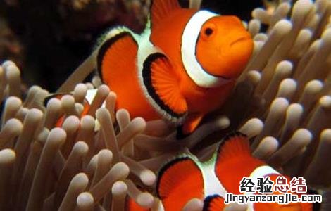 小丑鱼好养吗 小丑鱼好养吗能长多大