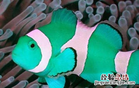小丑鱼好养吗 小丑鱼好养吗能长多大