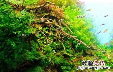 鱼缸中养水草的好处 鱼缸中养水草的作用