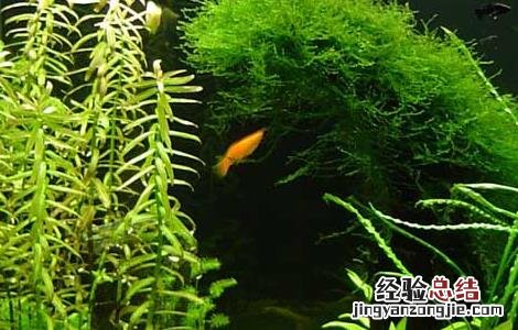 鱼缸中养水草的好处 鱼缸中养水草的作用
