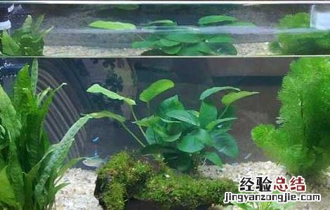 鱼缸中养水草的好处 鱼缸中养水草的作用