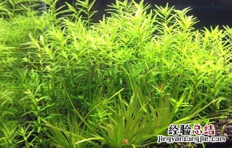鱼缸中养水草的好处 鱼缸中养水草的作用
