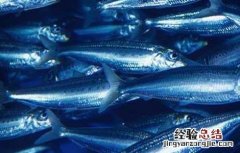 沙丁鱼能人工养殖吗 沙丁鱼有人工养的吗