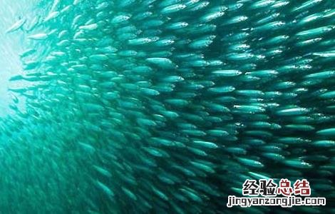 沙丁鱼能人工养殖吗 沙丁鱼有人工养的吗