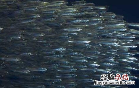 沙丁鱼能人工养殖吗 沙丁鱼有人工养的吗