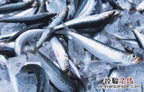 沙丁鱼吃什么食物 沙丁鱼吃什么食物家里的食物