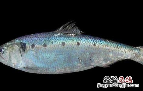 沙丁鱼吃什么食物 沙丁鱼吃什么食物家里的食物