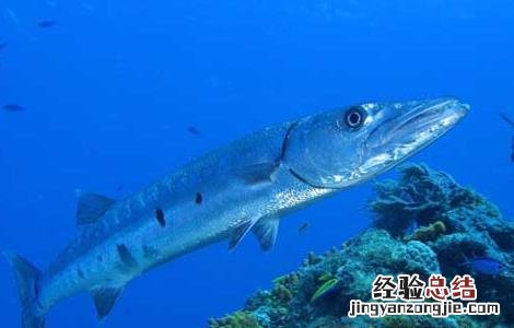 沙丁鱼是什么鱼 黑龙江沙丁鱼是什么鱼