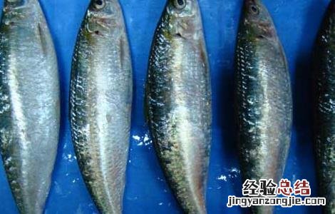 沙丁鱼是什么鱼 黑龙江沙丁鱼是什么鱼