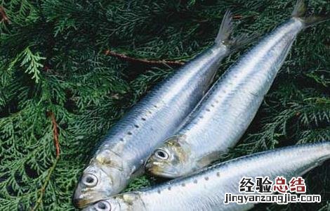 沙丁鱼是什么鱼 黑龙江沙丁鱼是什么鱼