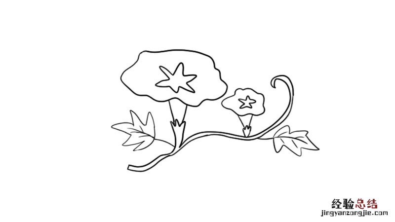 牵牛花简笔画步骤图片 牵牛花简笔画图片教程怎么画