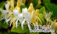 金银花的作用与功效与禁忌 金银花的功效与作用及禁忌的功效与作用