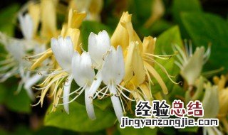 金银花的作用与功效与禁忌 金银花的功效与作用及禁忌的功效与作用