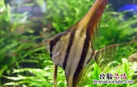 神仙鱼会吃小鱼吗? 神仙鱼会吃小鱼吗