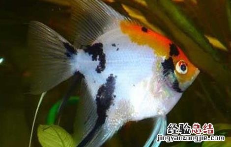 神仙鱼会吃小鱼吗? 神仙鱼会吃小鱼吗