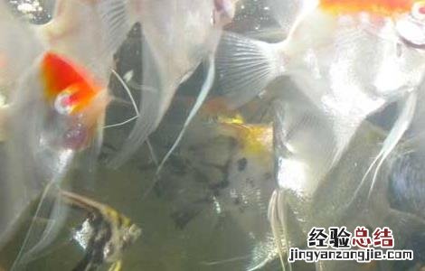 神仙鱼能长多大 七彩神仙鱼能长多大