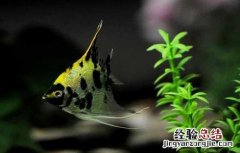 神仙鱼能长多大 七彩神仙鱼能长多大