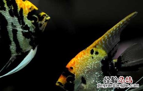 神仙鱼能长多大 七彩神仙鱼能长多大