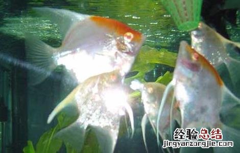 神仙鱼能长多大 七彩神仙鱼能长多大