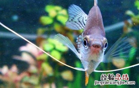 神仙鱼的繁殖方法 神仙鱼的繁殖方法和注意事项
