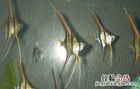 神仙鱼的繁殖方法 神仙鱼的繁殖方法和注意事项