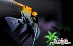 神仙鱼的繁殖方法 神仙鱼的繁殖方法和注意事项