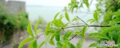 梅雨季如何防霉除湿 梅雨季节怎么防霉除湿
