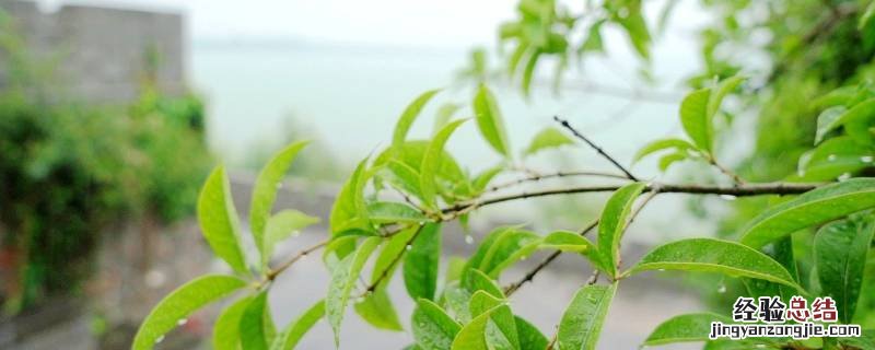 梅雨季如何防霉除湿 梅雨季节怎么防霉除湿