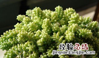 玉缀开花要不要剪掉