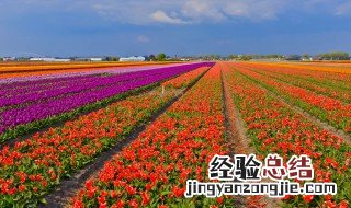 郁金香室外在什么季节种 郁金香室外在什么季节种植好