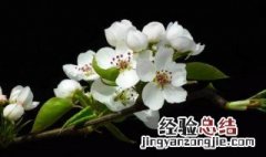 新鲜梨花可以做什么 新鲜梨花可以做什么菜