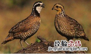 鹌鹑的营养价值及功效
