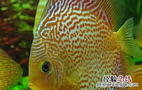 七彩神仙鱼可以活多久 七彩神仙鱼能活多久