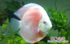 七彩神仙鱼可以活多久 七彩神仙鱼能活多久