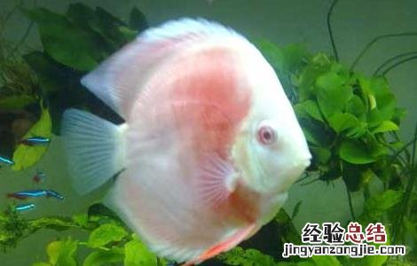 七彩神仙鱼可以活多久 七彩神仙鱼能活多久