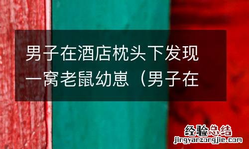男子在酒店枕头下发现一窝老鼠幼崽视频 男子在酒店枕头下发现一窝老鼠幼崽