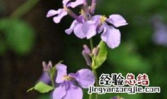 二月开花是什么兰花 二月开花是什么兰