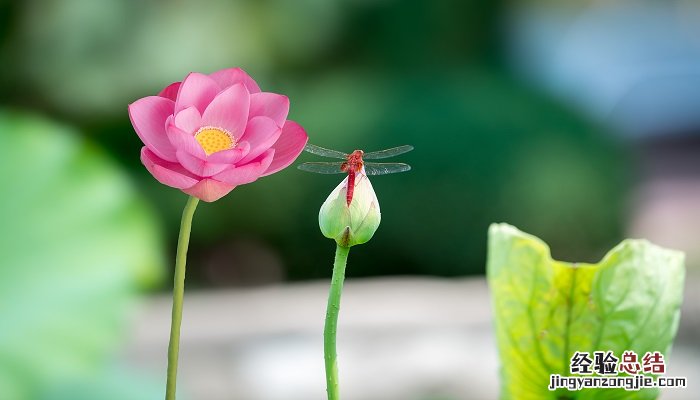 红楼梦第一回概括100 红楼梦第一回概括1000字