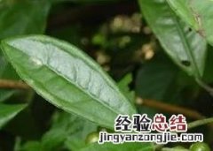 中药矮地茶图片 矮地茶图片