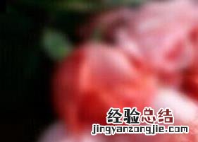 喝玫瑰红茶的功效与作用 喝玫瑰红茶的功效与作用及禁忌