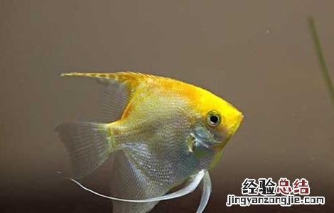神仙鱼怎么分公母图解 神仙鱼怎么分公母