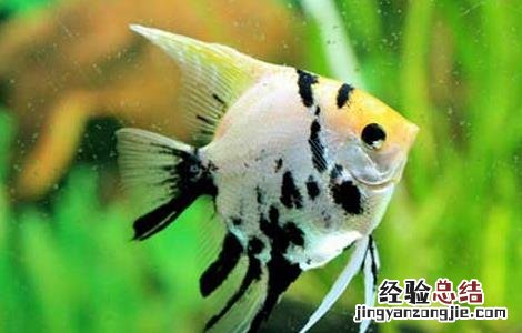 神仙鱼怎么分公母图解 神仙鱼怎么分公母