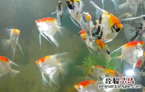 神仙鱼怎么分公母图解 神仙鱼怎么分公母