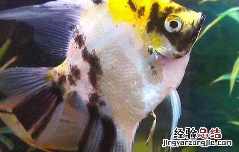 七彩神仙鱼吃什么饲料 神仙鱼吃什么饲料