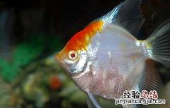 七彩神仙鱼吃什么饲料 神仙鱼吃什么饲料