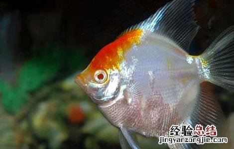 七彩神仙鱼吃什么饲料 神仙鱼吃什么饲料