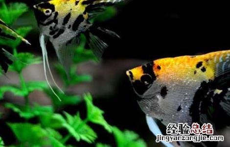 七彩神仙鱼吃什么饲料 神仙鱼吃什么饲料