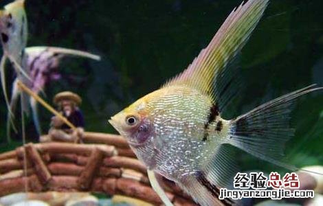 七彩神仙鱼吃什么饲料 神仙鱼吃什么饲料